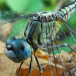 15 Best Macroshots Of Insects From Flickr