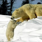 25 Emotional Mother and Baby Animal Photos from Wildlife