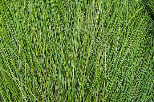 free grass textures