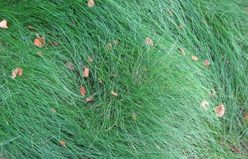 free grass textures