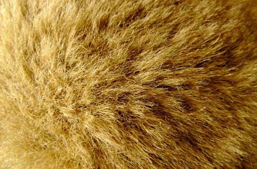 free fur textures