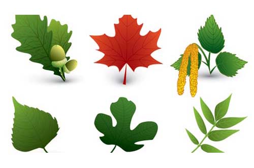 leaf and tree vectors