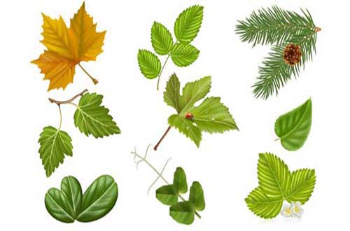 leaf and tree vectors