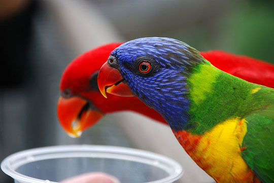 colorful bird photos