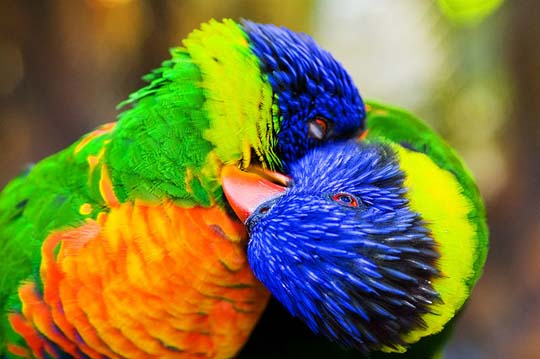 colorful bird photography