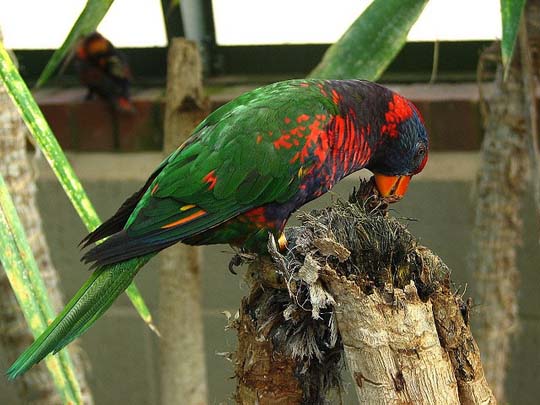 colorful bird photos