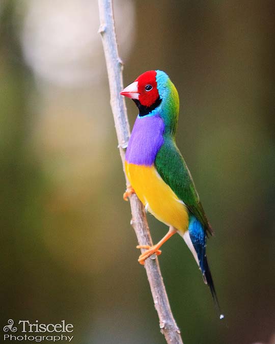 colorful bird photos