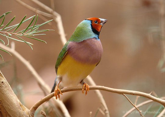 colorful bird photos