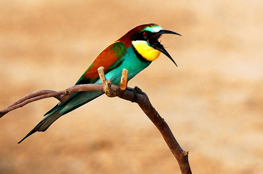 colorful bird photos