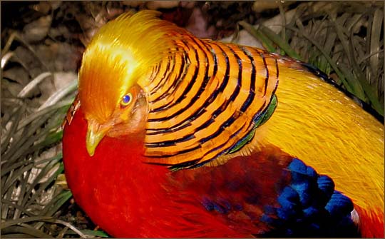 colorful bird photos