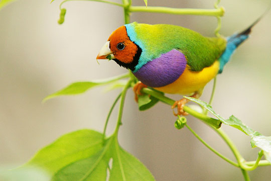 colorful bird photos