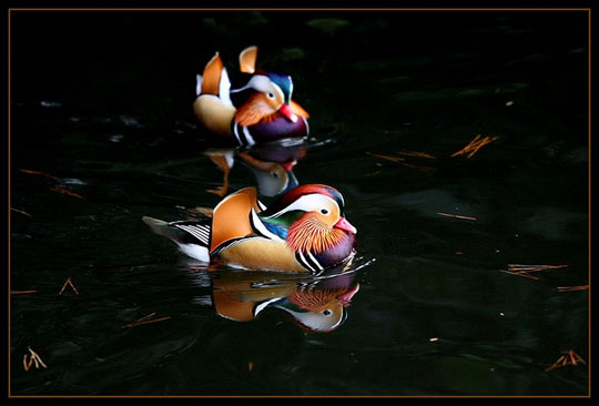 colorful bird photos