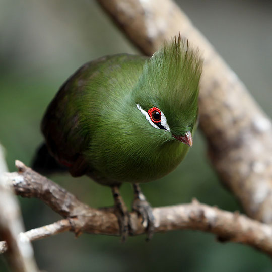 colorful bird photos