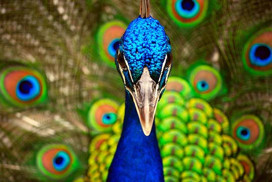 colorful bird photos