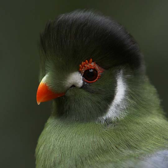 colorful bird photos