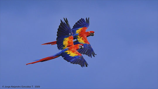 colorful bird photos