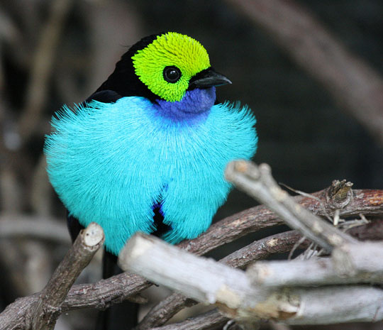 colorful bird photography