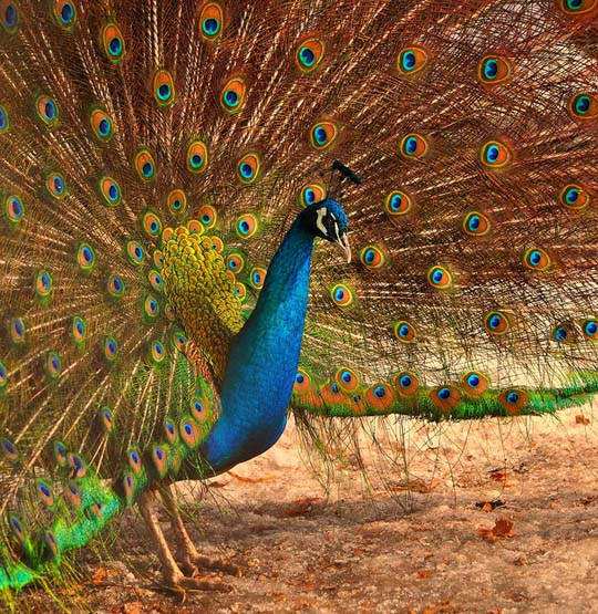 colorful bird photos