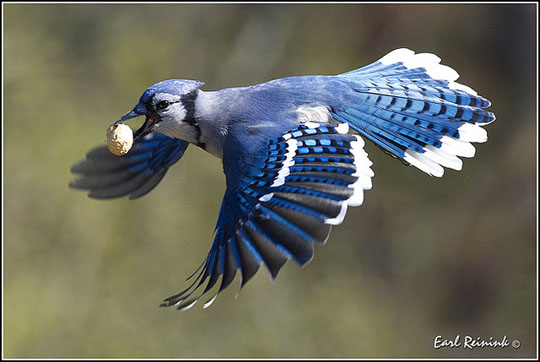 colorful bird photos