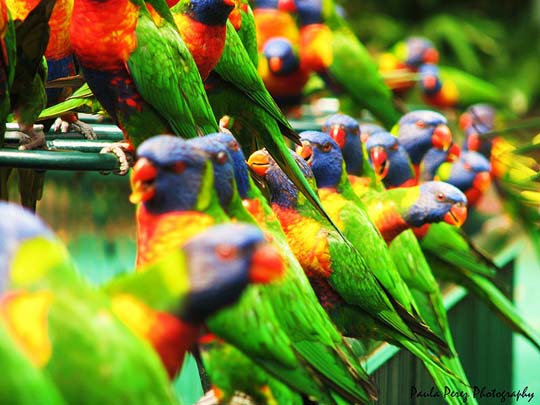 colorful bird photos