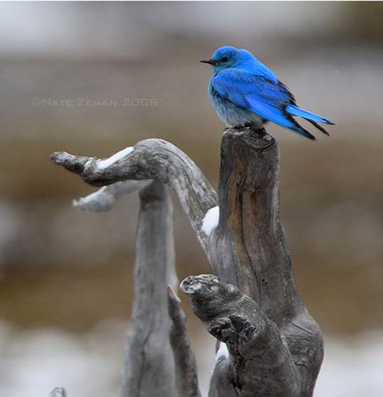 colorful bird photos