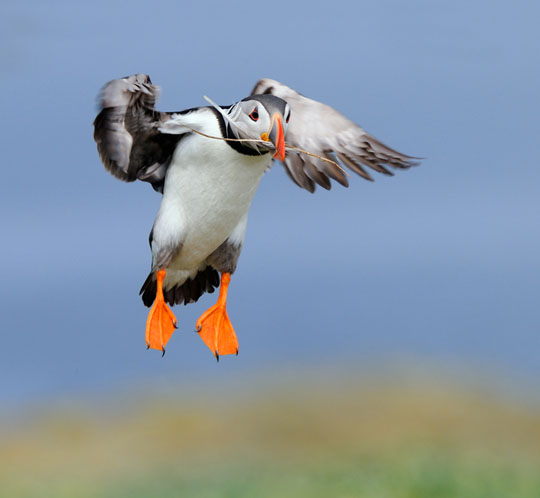 colorful bird photos