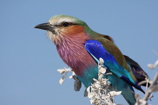 colorful bird photos