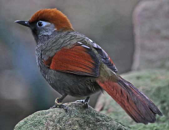 colorful bird photos