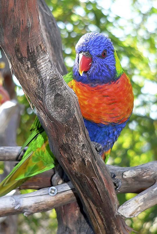 colorful bird photos