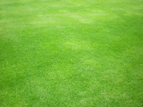 free grass textures