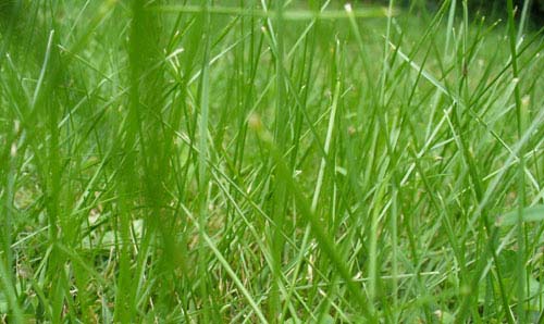 free grass textures