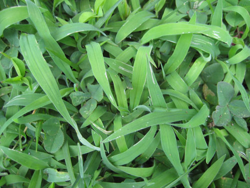 free grass textures