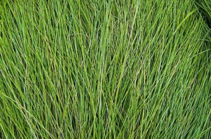 50 Free High Resolution Grass Textures for Designers - Designbeep