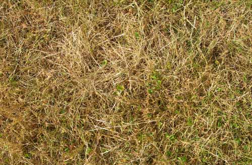 free grass textures