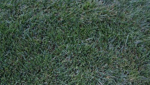 free grass textures