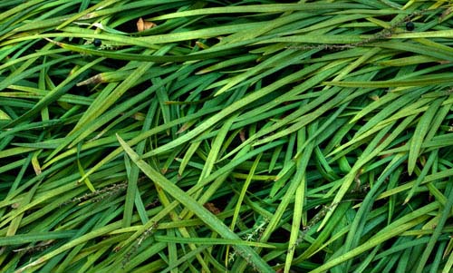 free grass textures