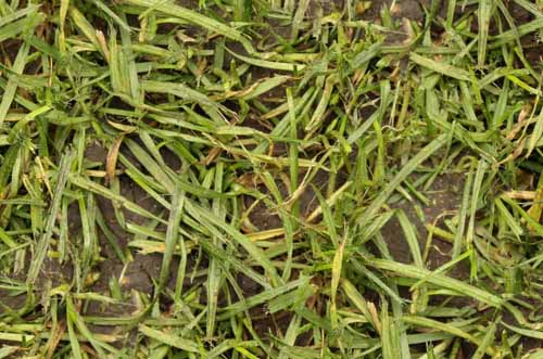 free grass textures