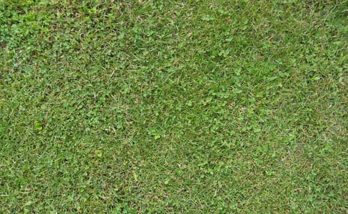 free grass textures