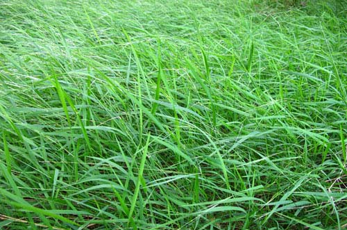 free grass textures