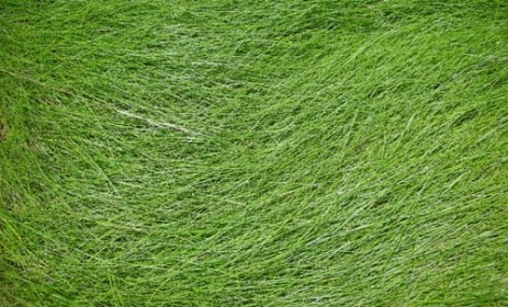 50 Free High Resolution Grass Textures for Designers - Designbeep
