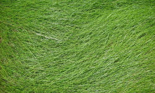 free grass textures