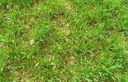 50 Free High Resolution Grass Textures for Designers - Designbeep
