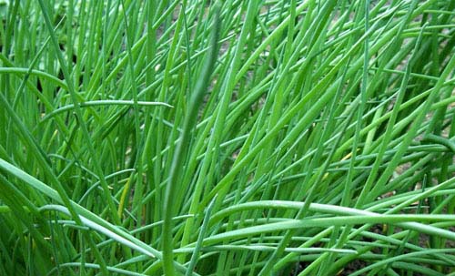 free grass textures