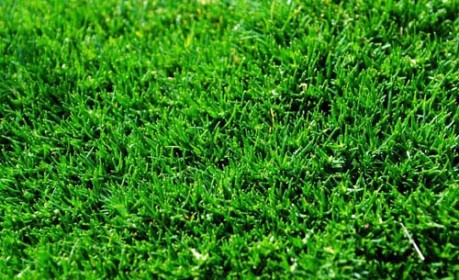 50 Free High Resolution Grass Textures for Designers - Designbeep