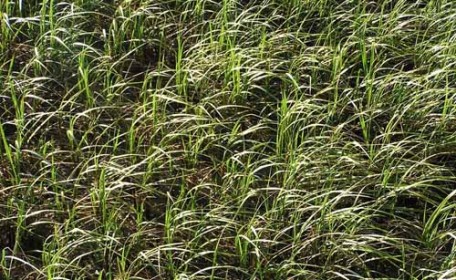 50 Free High Resolution Grass Textures for Designers - Designbeep