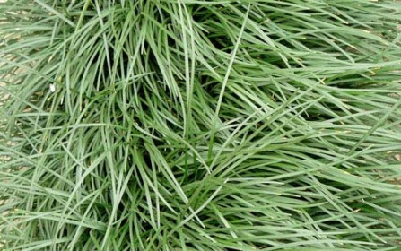 50 Free High Resolution Grass Textures for Designers - Designbeep