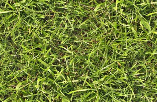 free grass textures