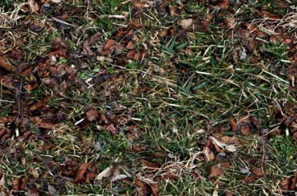 50 Free High Resolution Grass Textures for Designers - Designbeep