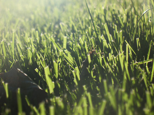 free grass textures