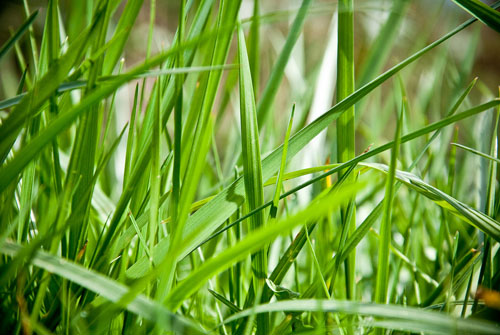 free grass textures